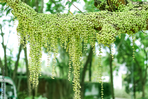Button Orchid, String of Nickels or green Dischidia nummularia growing  hang on branch of tree