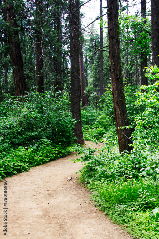 Fototapeta premium Dirt Foot Path Through Fire Damaged Trees