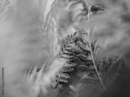 Monochrome photo of plant foliage