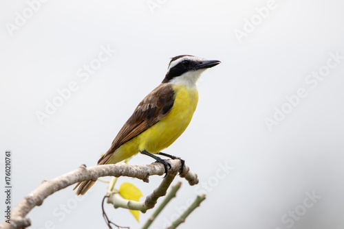 A Great Kiskadee in costa Rica