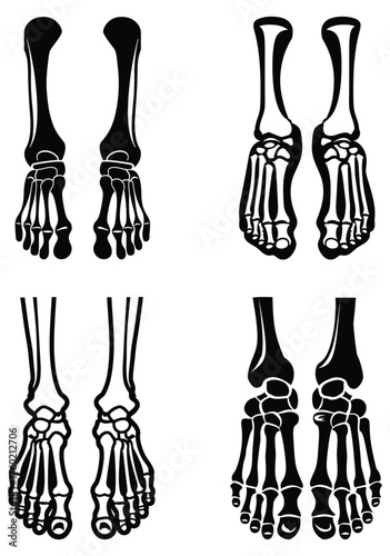 Four skeleton feet from different perspectives depict anatomy against a white background