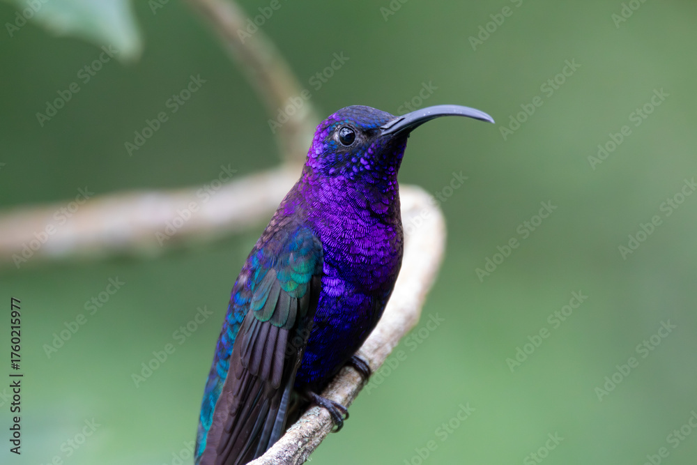 Obraz premium A Violet Sabrewing in Costa Rica