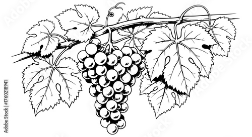 bunch of grapes on vine