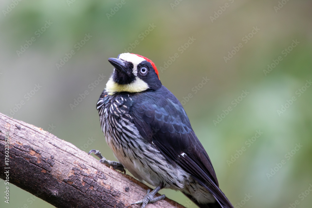 Naklejka premium A Acorn Woodpecker in Costa Rica