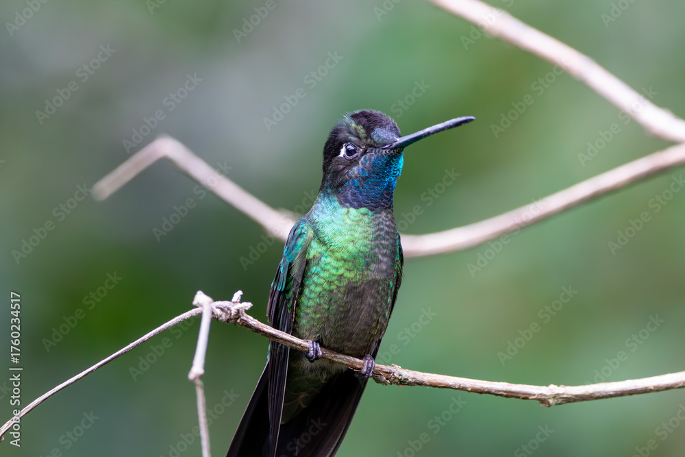 Fototapeta premium A Talamanca Hummingbird in Costa Rica