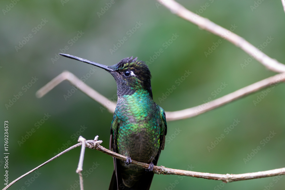 Fototapeta premium A Talamanca Hummingbird in Costa Rica