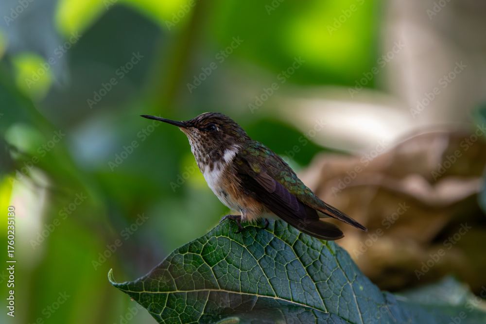Fototapeta premium A Volcano Hummingbird in Costa Rica