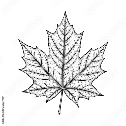 Detailed Maple Leaf Illustration in Vintage Botanical Engraving Style
