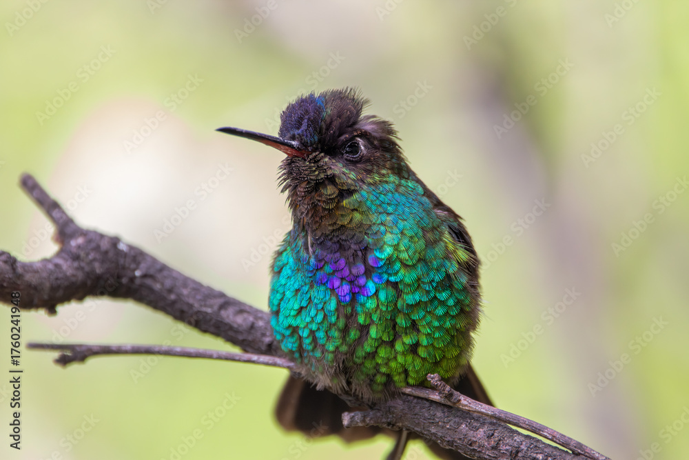 Fototapeta premium A Fiery-throated Hummingbird in Costa Rica