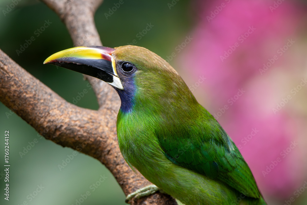 Fototapeta premium A Northern Emerald-Toucanet in Costa Rica