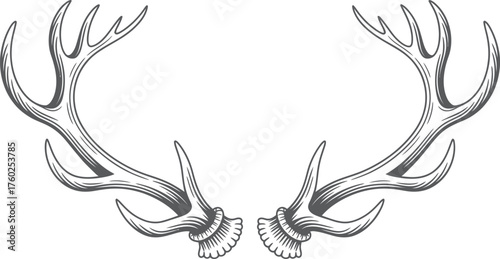 Antler Sketch Illustration in Engraved Style