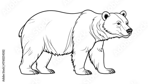 Black and white bear profile