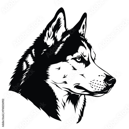 Vector illustration of a majestic husky head, showcasing its striking black and white fur, piercing eyes, and alert expression in a vector illustration