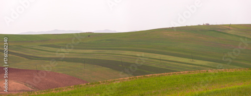 Green fields of young wheat in the mountains.