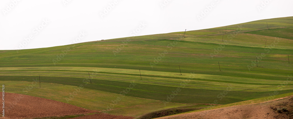 Fototapeta premium Green fields of young wheat in the mountains.