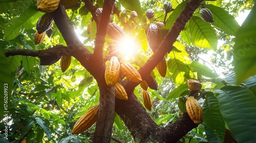 Sunlight shining through lush green leaves on a tree laden with ripe yellow cacao pods