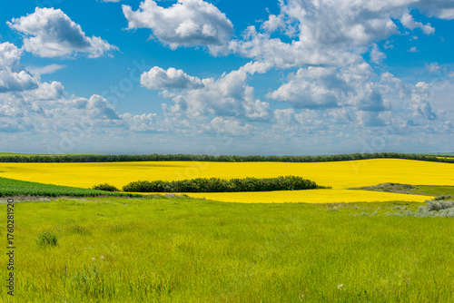 The prairie countryside with canola fields in full bloom