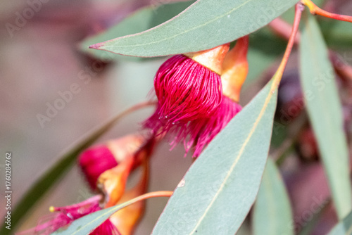 Red Flowering Gum blossoms