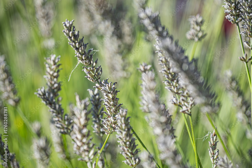 Naklejka premium Tall Lavender in Windy Weather — Artistic Macro Side View with Blurred Background