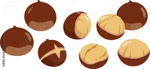 Illustration of macadamia nuts, some whole in their brown shells, others cracked open revealing the creamy kernels, and one with an incision.