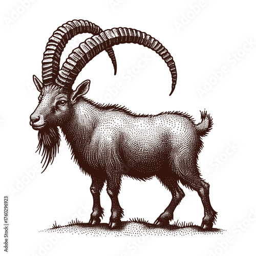 Mountain Goat Ibex Engraved Illustration