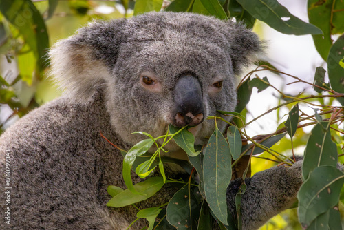 Photography Close up of a Koala eating leaves