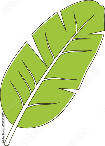 Vibrant green banana leaf detailed illustration tropical foliage botany nature plant organic fresh jungle vector