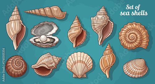 Elegant Seashells Set A Collection of Nature's Treasures from the Ocean
