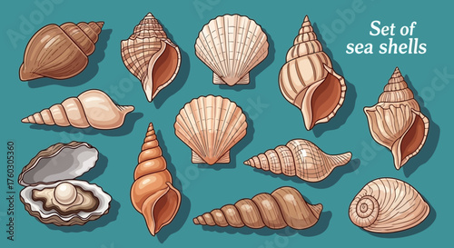 Elegant Sea Shell Collection Coastal Treasures and Ocean Beauty