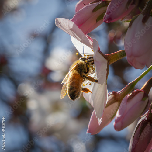 bee on a flower