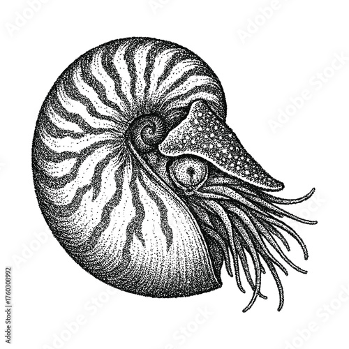 Vintage Nautilus Shell Illustration