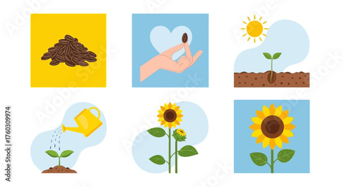 Sunflower Life Cycle Illustration Seed to Blooming Flower Stages