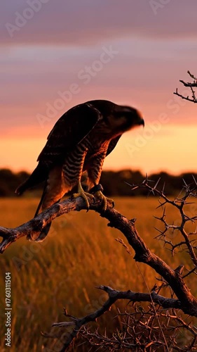 Hawk perched on branch against sunset sky and fields
