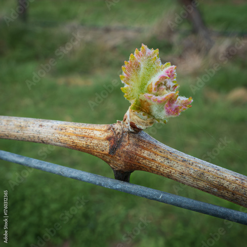 grape vine bud burst in spring