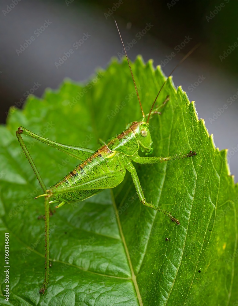 Fototapeta premium Vibrant macro shot of a bright green insect on a leaf