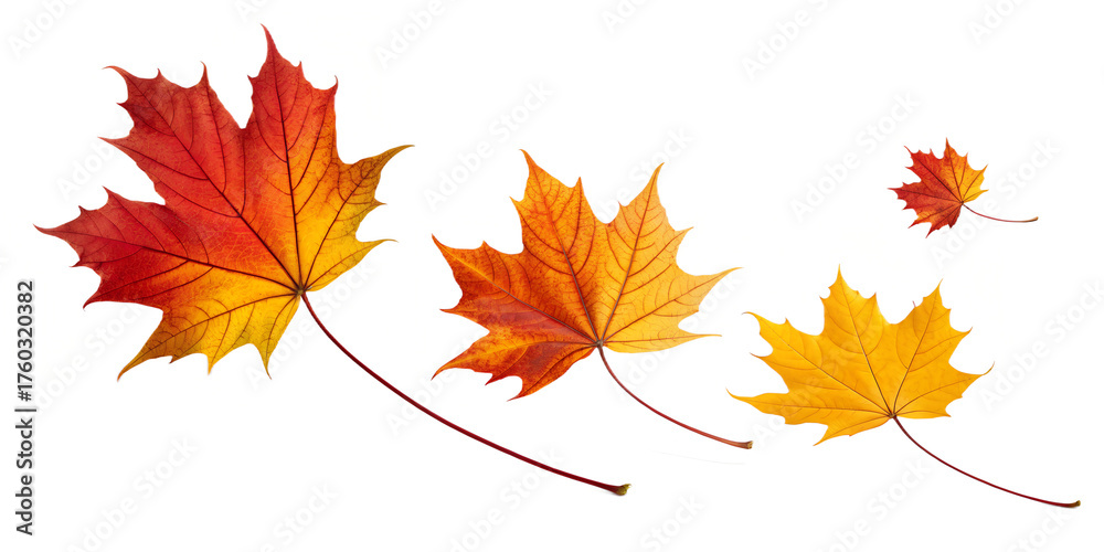 Fototapeta premium Dynamic cluster of three maple leaves in spiral descent with subtle motion blur