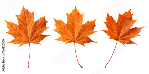 Sequence of three orange maple leaves showing fluttering descent stages graphic