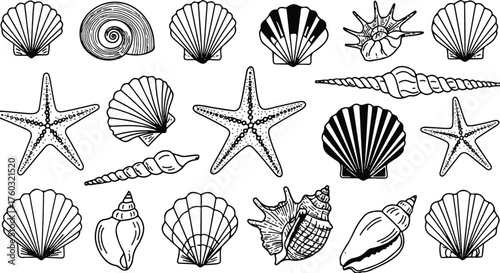 Detailed monochrome vector illustration showcasing a meticulously arranged collection of various natural seashells and starfish, representing coastal biology in a flat 2D graphic.