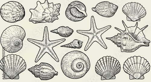 Detailed black and white vector illustration features various intricate seashells and natural ocean starfish, depicting a beautiful collection of coastal marine life specimens.