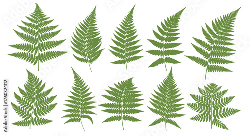 A collection of diverse green fern leaves with intricate details showcasing natural botanical patterns.