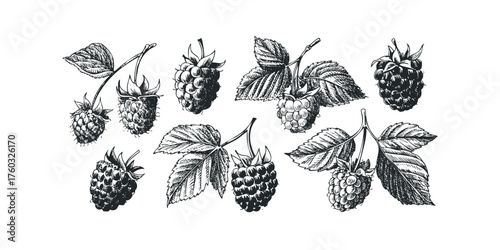 Hand drawn berry and leaf collection