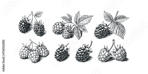 Six Hand Drawn Raspberry Clusters with Leaves