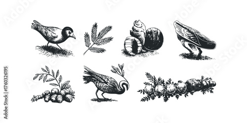 Sketch Collection of Birds and Botanical Elements