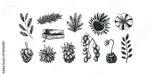 Collection of Hand Drawn Botanical and Object Illustrations