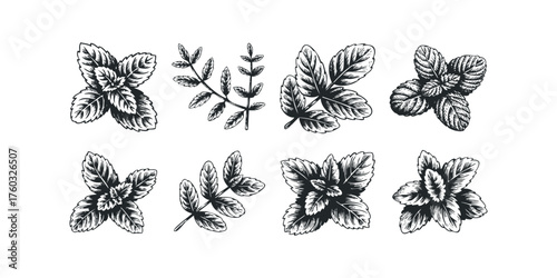 Collection of botanical leaf sprigs on white background