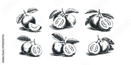 Line art depictions of guava fruit with leaves and stems