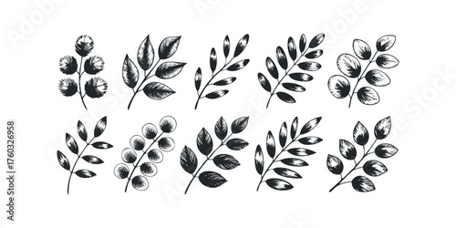 Collection of Hand Drawn Black Leafy Branches and Berries