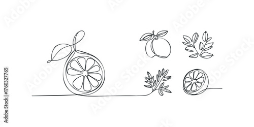 Continuous line drawing of citrus fruit slices and leaves