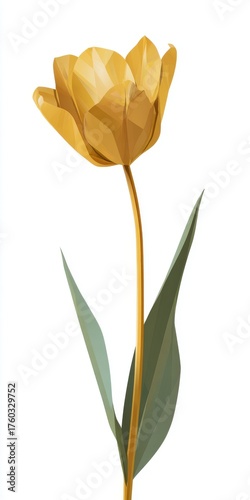 Golden Yellow Tulip with Green Leaves on White Background