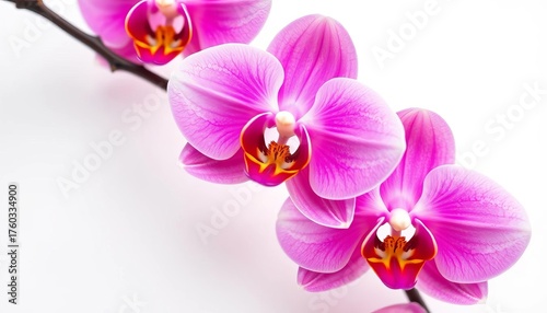 Delicate pink orchid, vibrant petals, pristine white background, showcasing natural beauty, flower photography, orchid